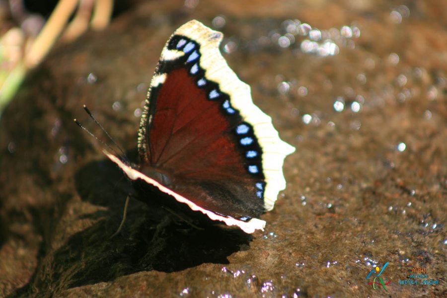 Elemento Acuqa  2 